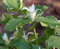 Stiffly erect white petals and rich green foliage.